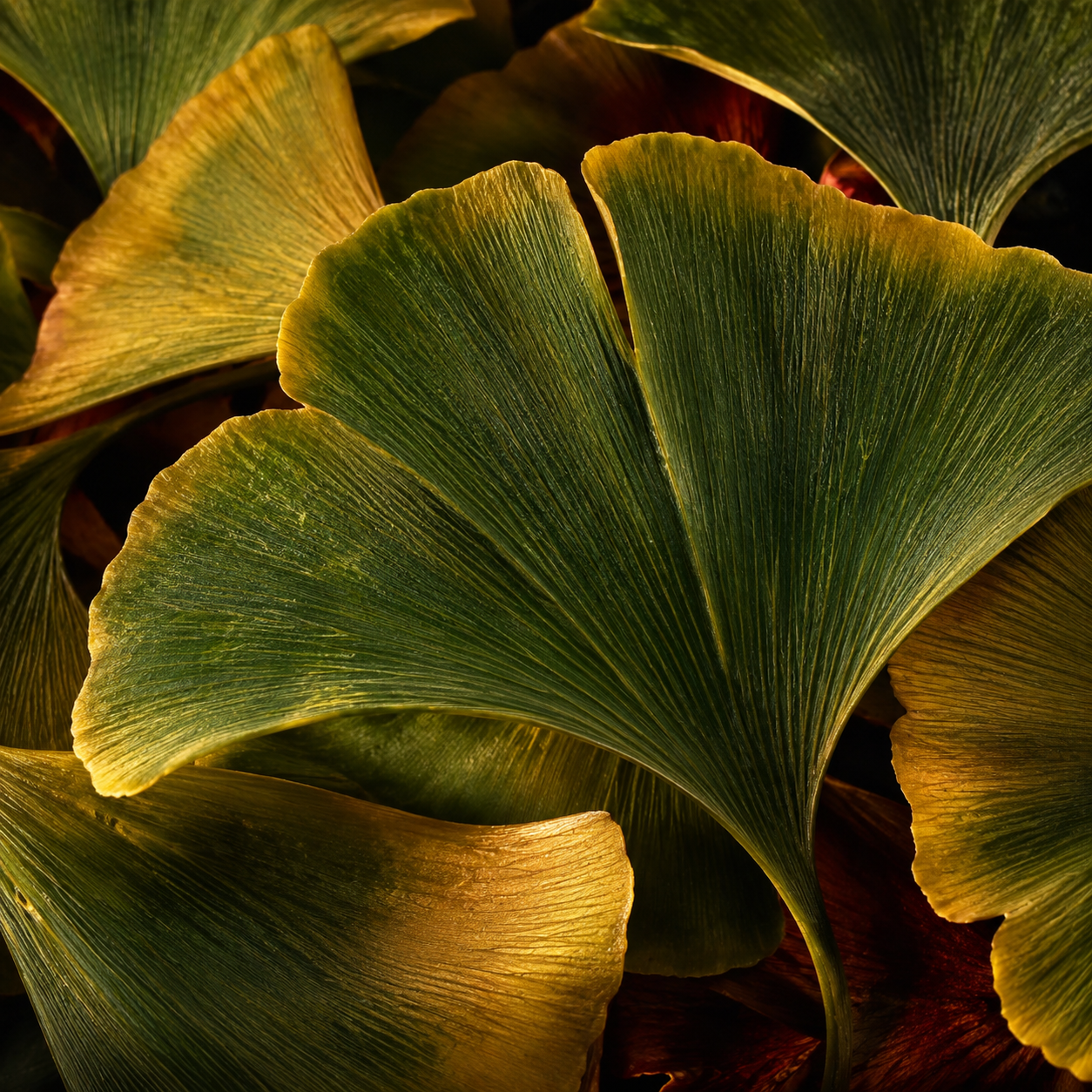 Ginkgo Biloba Extract